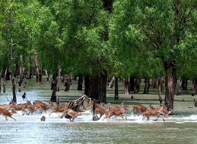 Sundarbans