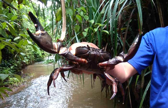 Goa Crab Catching