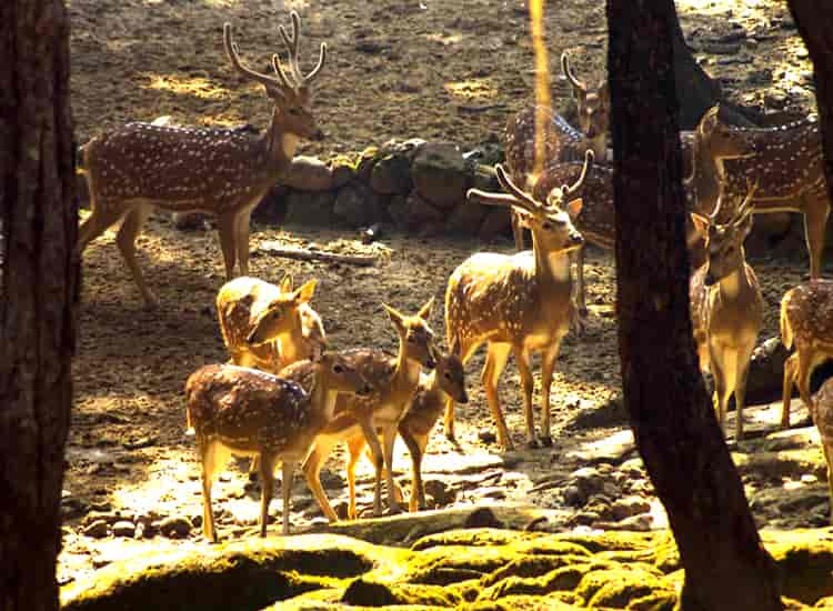 Malsi Deer Park Dehradun